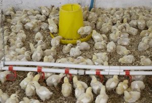 Industrielle Hühnerzucht